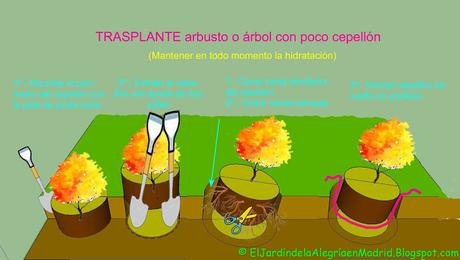 Cómo trasplantar un árbol o arbusto grande y consolidado con zanja y poda de raíces Cómo trasplantar un árbol o arbusto grande y consolidado con zanja y poda de raíces