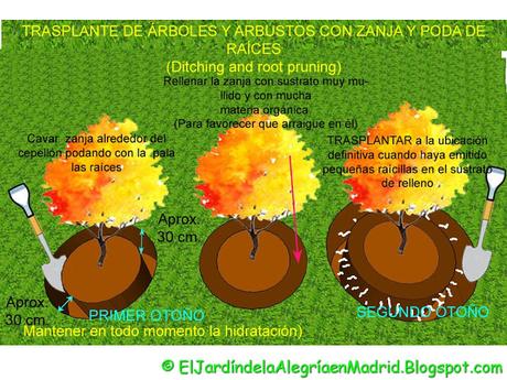 Cómo trasplantar un árbol o arbusto grande y consolidado con zanja y poda de raíces Cómo trasplantar un árbol o arbusto grande y consolidado con zanja y poda de raíces