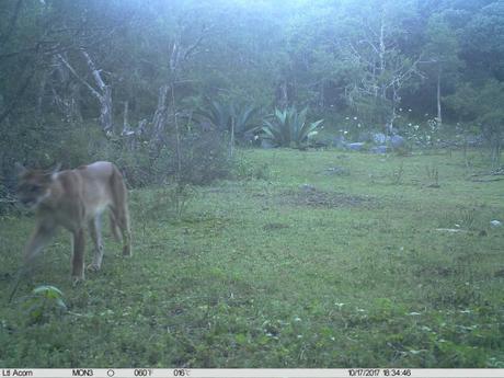 Registran presencia de Puma en la Sierra de Álvarez