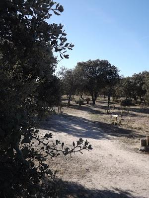 UNA BIBLIOTECA EN EL BOSQUE