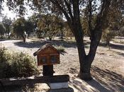 biblioteca bosque