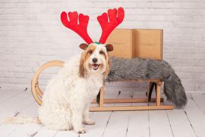 We Love Animals Market ¡No te lo pierdas! We Love Animals Market ¡No te lo pierdas!