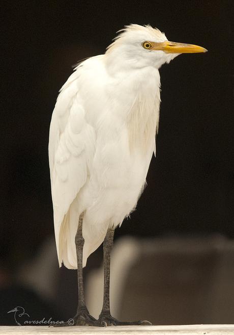 Garcita bueyera (Cattle Egret) Bubulcus ibis Garcita bueyera (Cattle Egret) Bubulcus ibis