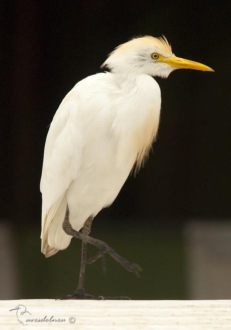 Garcita bueyera (Cattle Egret) Bubulcus ibis Garcita bueyera (Cattle Egret) Bubulcus ibis