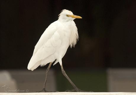 Garcita bueyera (Cattle Egret) Bubulcus ibis Garcita bueyera (Cattle Egret) Bubulcus ibis
