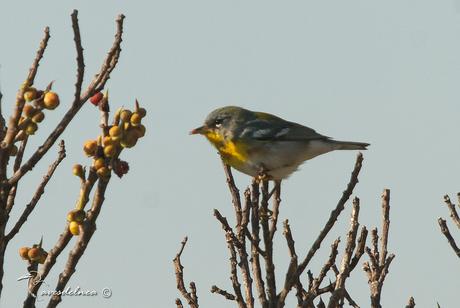 Ciguita Parula / Northern Parula - Setophaga americana (Linnaeus, 1758) Ciguita Parula / Northern Parula - Setophaga americana (Linnaeus, 1758)