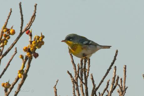 Ciguita Parula / Northern Parula - Setophaga americana (Linnaeus, 1758) Ciguita Parula / Northern Parula - Setophaga americana (Linnaeus, 1758)