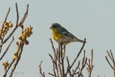 Ciguita Parula / Northern Parula - Setophaga americana (Linnaeus, 1758) Ciguita Parula / Northern Parula - Setophaga americana (Linnaeus, 1758)