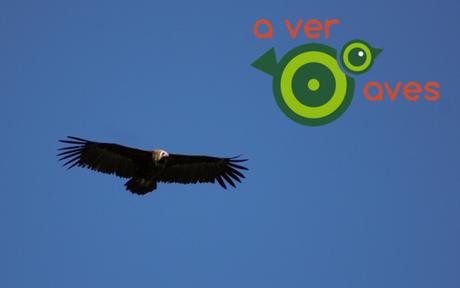 Y fueron felices porque vieron perdices Y fueron felices porque vieron perdices
