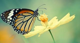 NUNCA TIEMBLES, MARIPOSA...