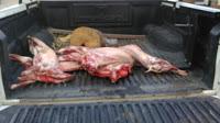 Detectan un cazador con 90 kilos de carne de ciervo