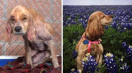 15 Historias de perros rescatados, antes y después. perros rescatados, antes y después.