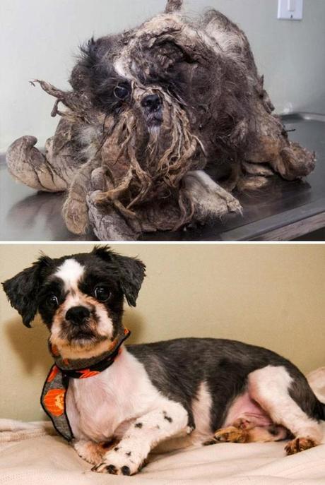 perros rescatados, antes y después.