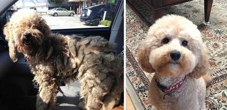 15 Historias de perros rescatados, antes y después. perros rescatados