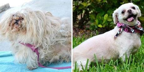 15 Historias de perros rescatados, antes y después. perros abandonados rescatados