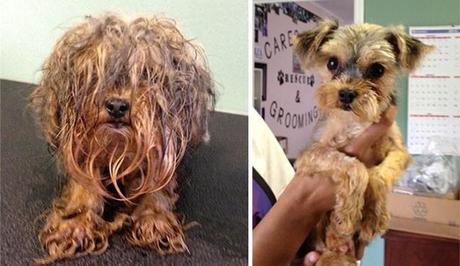 15 Historias de perros rescatados, antes y después. perros rescatados, antes y después.