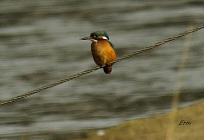 ZAMPULLÍN CUELLIRROJO (Podiceps auritus)