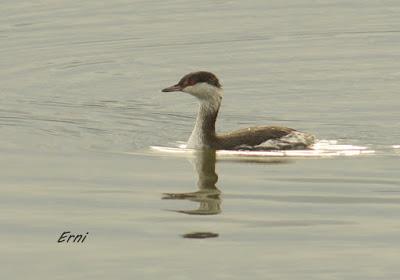 ZAMPULLÍN CUELLIRROJO (Podiceps auritus)