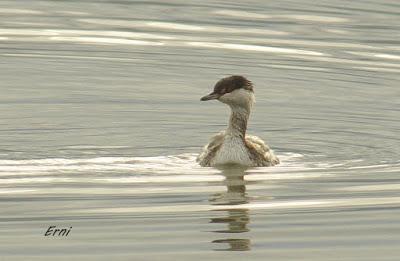 ZAMPULLÍN CUELLIRROJO (Podiceps auritus)