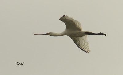 ZAMPULLÍN CUELLIRROJO (Podiceps auritus)