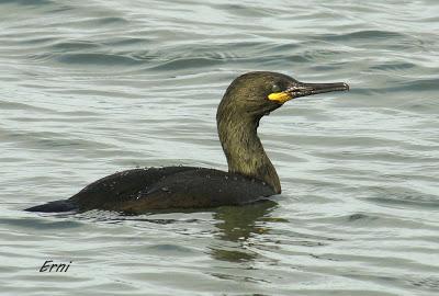 ZAMPULLÍN CUELLIRROJO (Podiceps auritus)