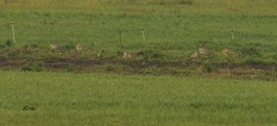 ZAMPULLÍN CUELLIRROJO (Podiceps auritus) ZAMPULLÍN CUELLIRROJO (Podiceps auritus)