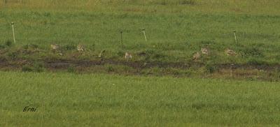 ZAMPULLÍN CUELLIRROJO (Podiceps auritus)