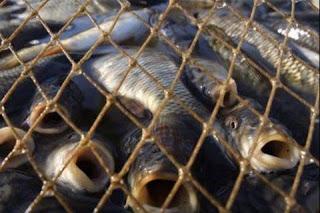 Genocidio de peces por las obras en el Lago de la Casa de Campo