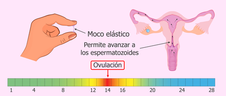 ovulación
