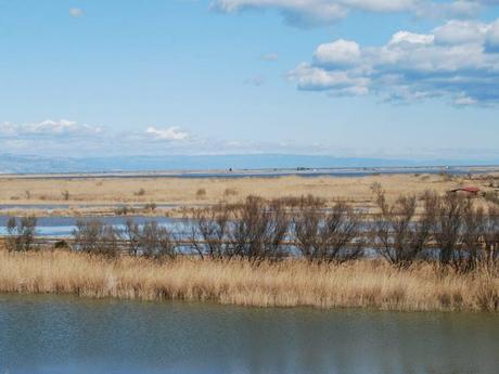angulas roset delta del ebro 2