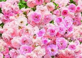 ¿Qué significa soñar con el rosa relativo al color?