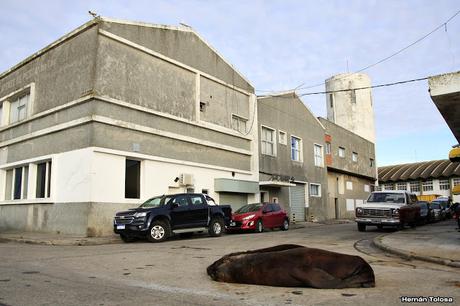 Salida pelágica en Mar del Plata (diciembre 2017) Salida pelágica en Mar del Plata (diciembre 2017)