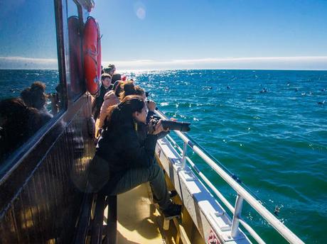 Salida pelágica en Mar del Plata (diciembre 2017) Salida pelágica en Mar del Plata (diciembre 2017)