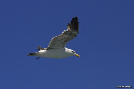 Salida pelágica en Mar del Plata (diciembre 2017) Salida pelágica en Mar del Plata (diciembre 2017)