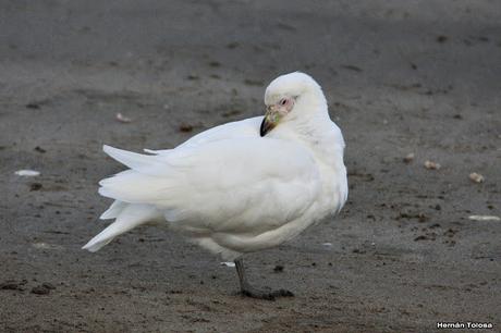 Salida pelágica en Mar del Plata (diciembre  2017)