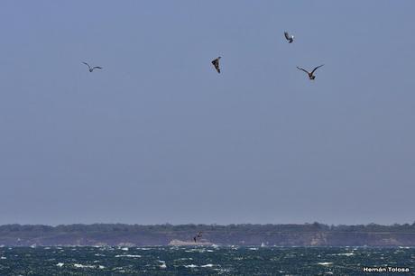 Salida pelágica en Mar del Plata (diciembre 2017) Salida pelágica en Mar del Plata (diciembre 2017)