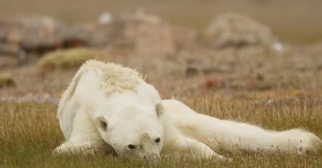 Este video trágico te hará pensar detenidamente tu contribución al calentamiento global