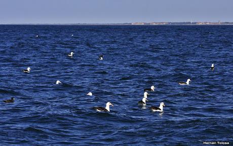 Salida pelágica en Mar del Plata (diciembre  2017)