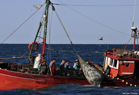 Salida pelágica en Mar del Plata (diciembre  2017)