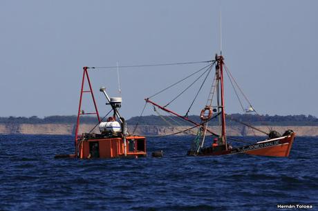 Salida pelágica en Mar del Plata (diciembre  2017)