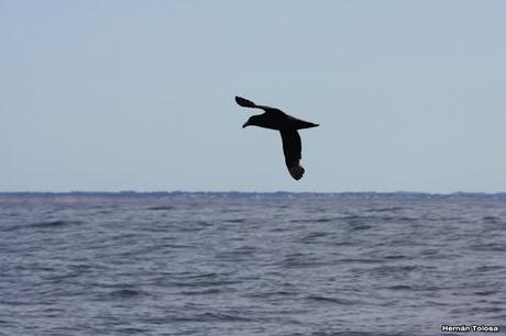 Salida pelágica en Mar del Plata (diciembre  2017)