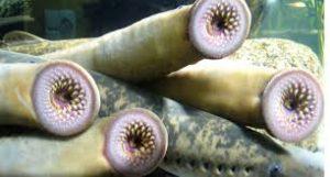 Lee esto al soñar con parásitos.