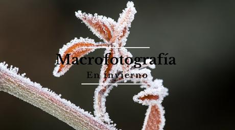 Macro fotografia en invierno