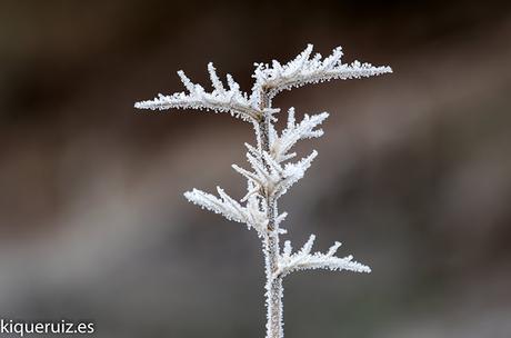 Macro fotografia en invierno