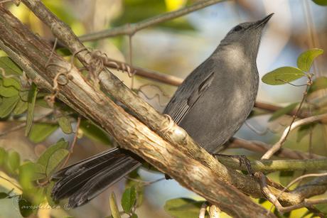 Maullador Gris / Gray Catbird - Dumetella carolinensis (Linnaeus, 1766)