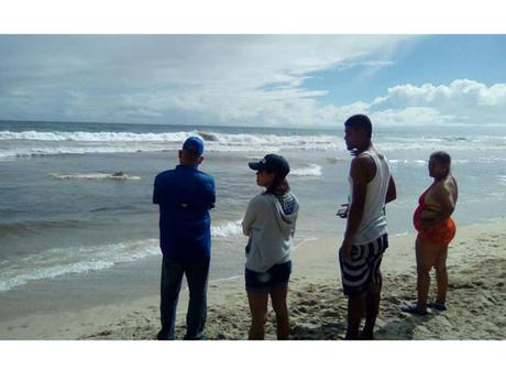 Hallan muerto a un #tiburón ballena en una playa de #Margarita #Venezuela Hallan muerto a un #tiburón ballena en una playa de #Margarita #Venezuela