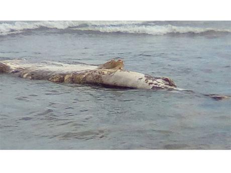 Hallan muerto a un #tiburón ballena en una playa de #Margarita #Venezuela Hallan muerto a un #tiburón ballena en una playa de #Margarita #Venezuela