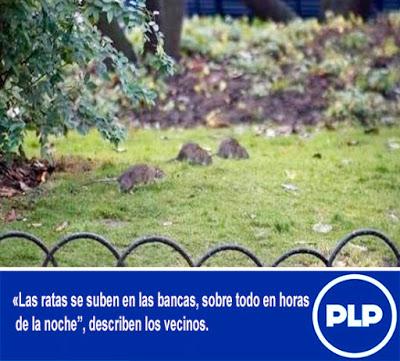 Dejaron la Municipalidad? RATAS INVADEN LA PLAZA DE ARMAS DE SAN VICENTE…