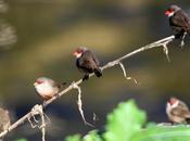 Invasores Estrilda común.