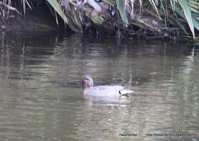 Cerceta común Cerceta común